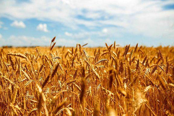 افت قیمت گندم و افزایش قیمت دانه های روغنی در دنیا