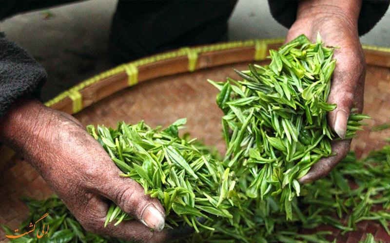 بهترین مزارع چای جهان در کدام کشورها قرار دارند؟