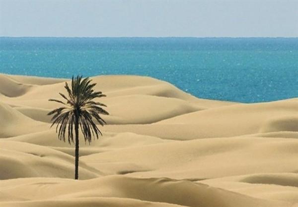 قطع تک درخت زیبای ساحل دَرَک بلوچستان