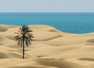 قطع تک درخت زیبای ساحل دَرَک بلوچستان