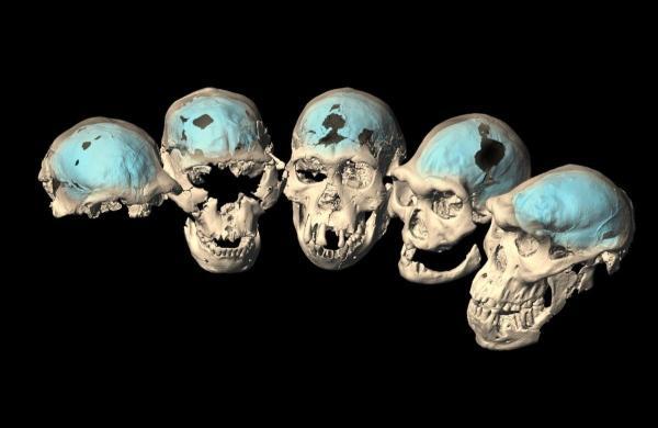 تکامل مغز ما پیش از ظهور گونه های انسانی شروع شد!